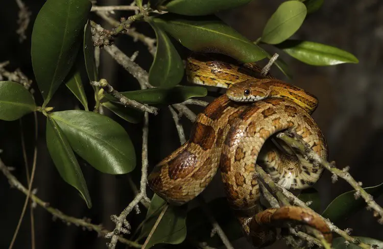 Corn Snake