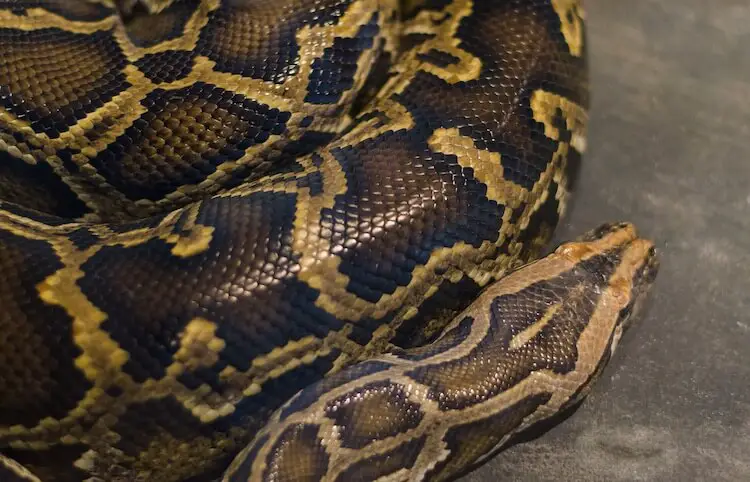 Dark Brown Blotched Burmese Python