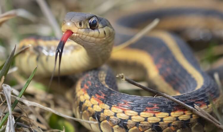 Garter Snake