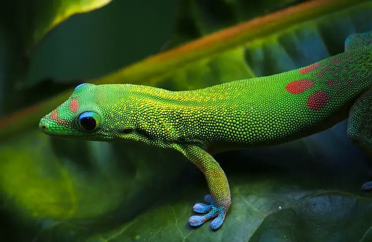 Gold-Dust Day Gecko