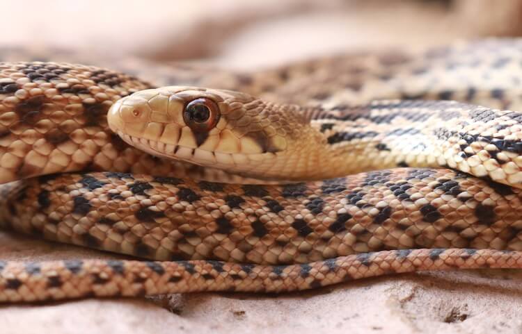 Gopher Snake