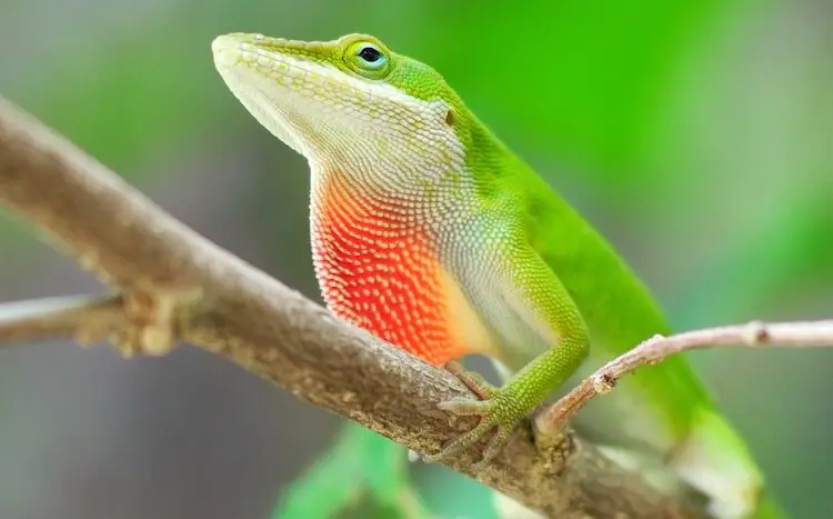 Anole verde