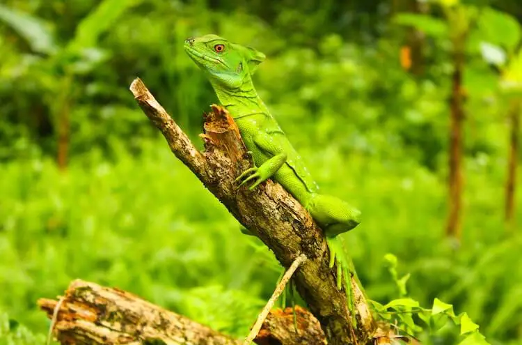 Basilisco verde