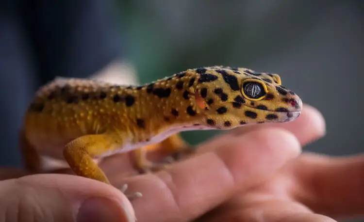Handling A Leopard Gecko