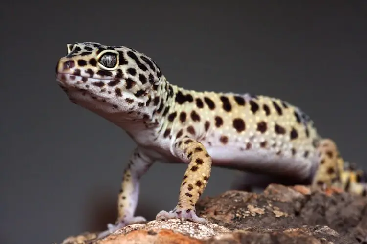 a pet gecko