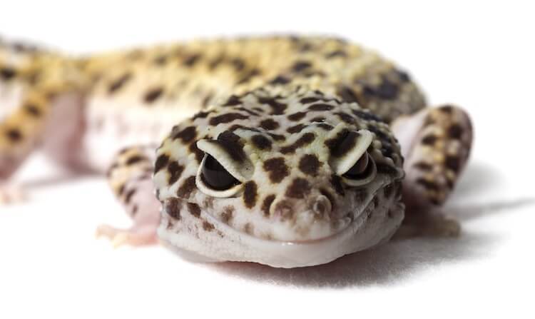 Leopard Gecko Smiling