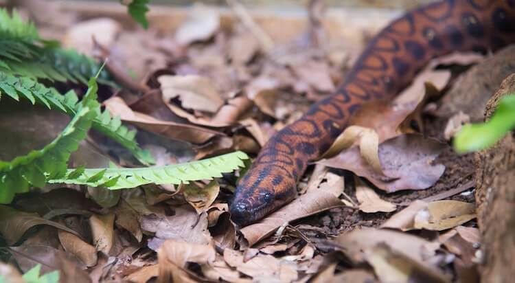 Rainbow Boa Camouflaged In The Forest