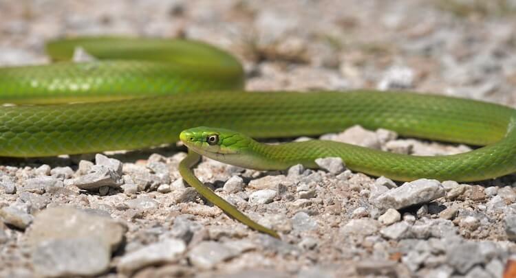 Rough Green Snake