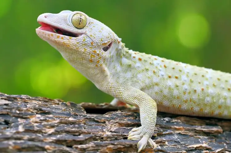 Tokay Gecko Appearance