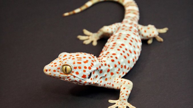 Tokay Gecko Feature
