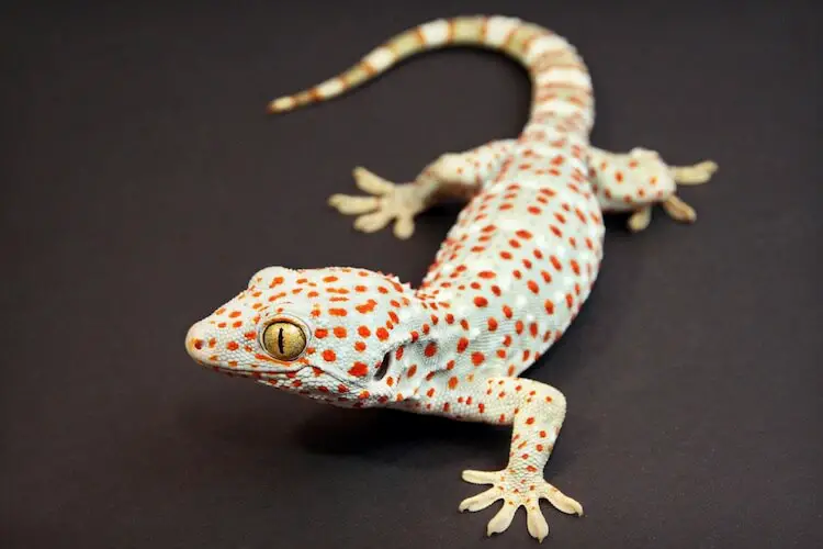 Tokay Gecko Feature