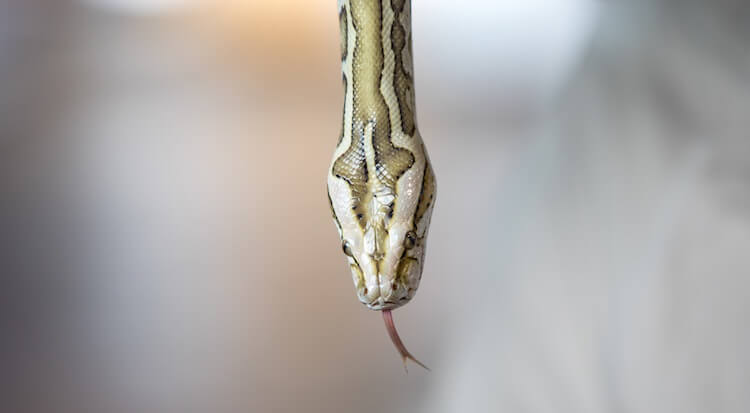 White Burmese Python With Forked Tongue