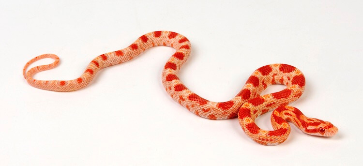 Young Albino Corn Snake