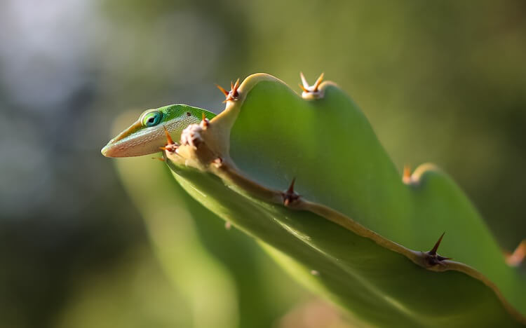 Baby Green Anole