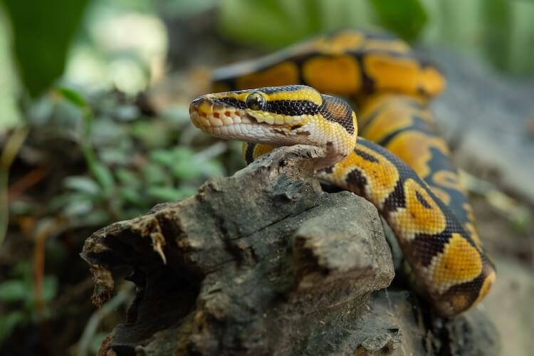 Top 50 Ball Python Morphs The A Z Morph Color List Everything Reptiles,Juniper Ground Cover