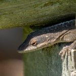 Brown Anole Close Up