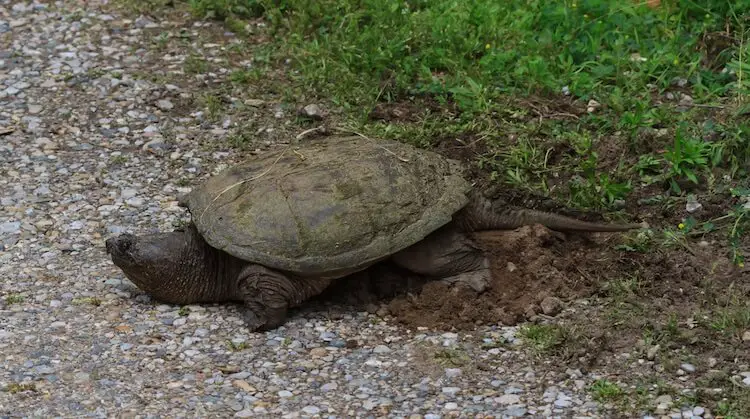 Common Snapping Turtle