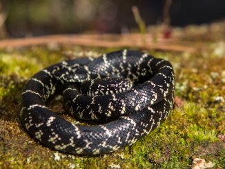 Eastern King Snake Feature