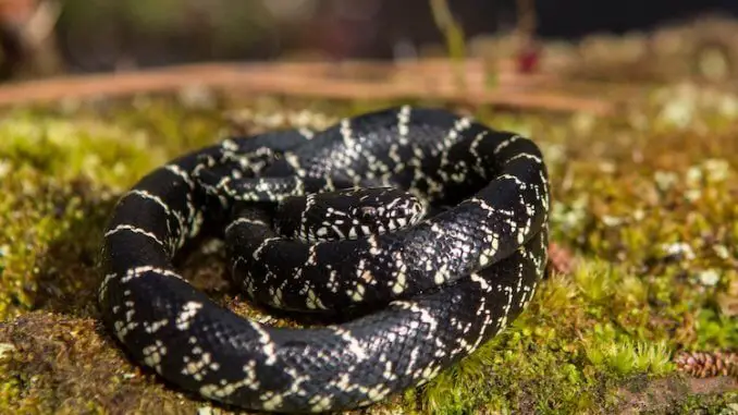 Eastern King Snake Feature