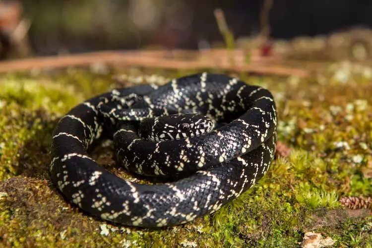 What Do Baby King Snakes Eat? 