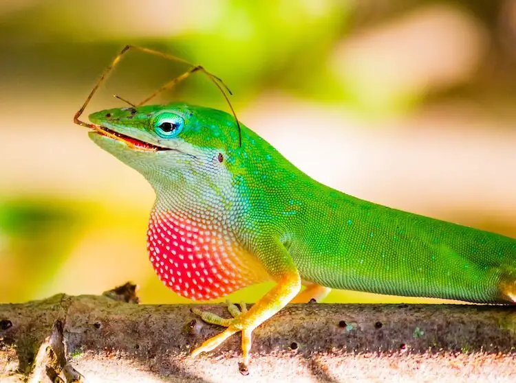 Green Anole Eating A Cricket