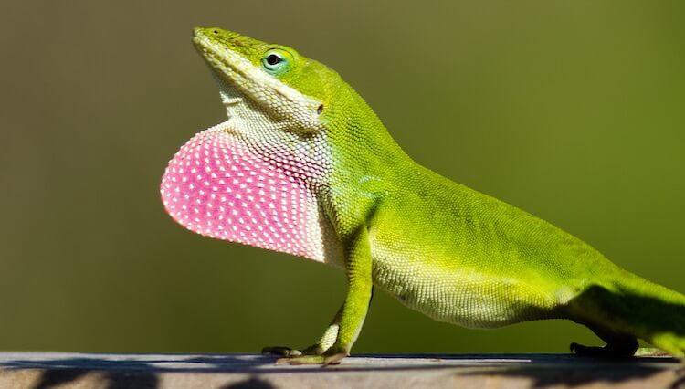 Green Anole Care Sheet Everything You Need To Know Everything Reptiles,What Is Garam Masala Taste Like