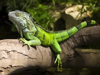 Green Iguana Feature