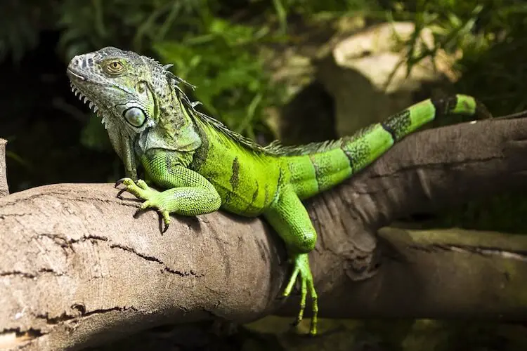 Are green iguanas endangered?