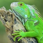 Green Iguana Portrait