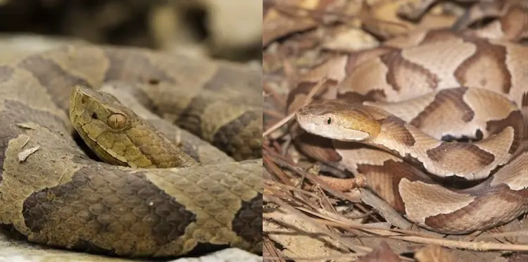 How To Identify A Copperhead Snake