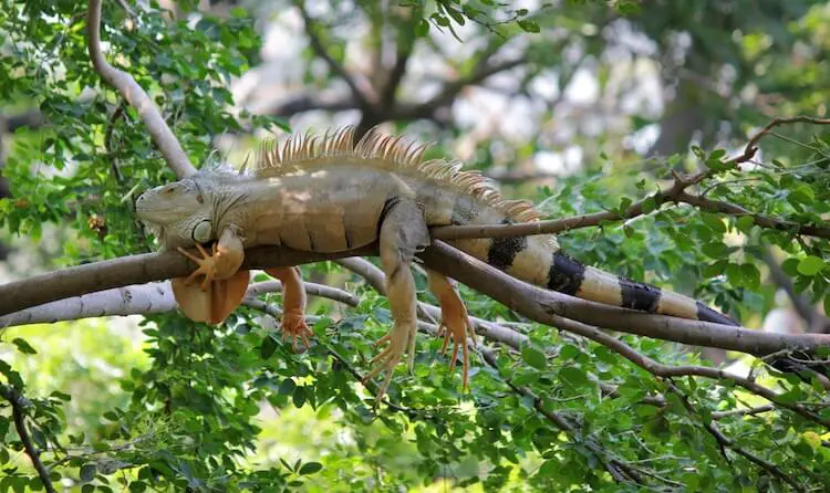 Iguana In A Tree
