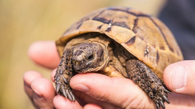 Pet Tortoise Breeds