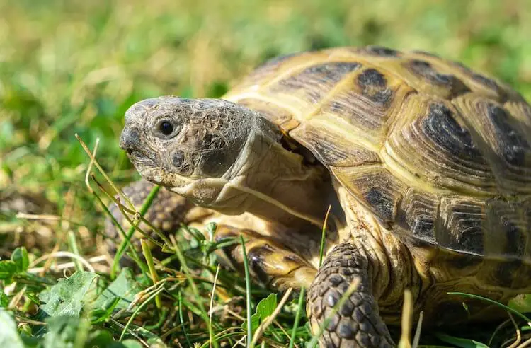 10 Best Pet Tortoise Breeds For Beginners Everything Reptiles,Puto Flan Recipe