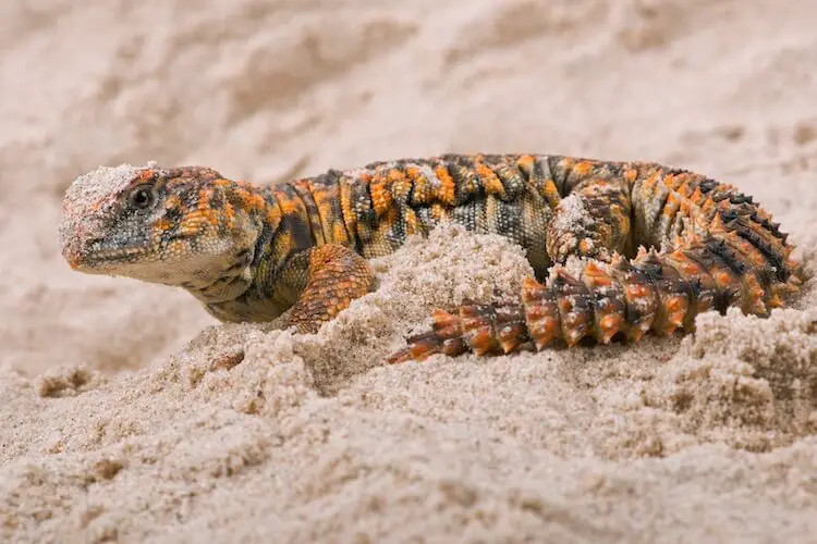 uromastyx bedding