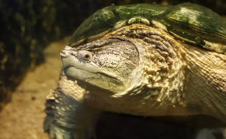 Snapping Turtle In Aquarium