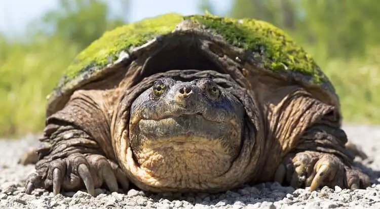 Snapping Turtle Portrait