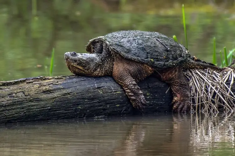 Snapping Turtle