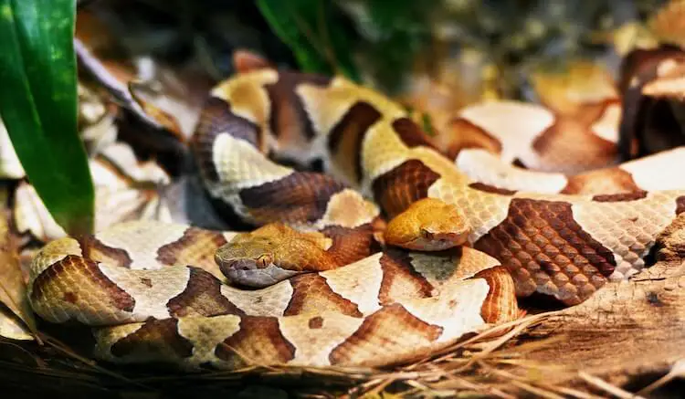 Two Copperhead Snakes