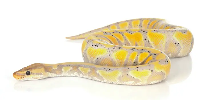 Adult Banana Ball Python Snake Full Grown