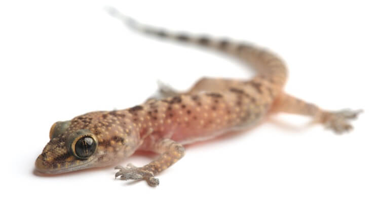 Adult Mediterranean Gecko