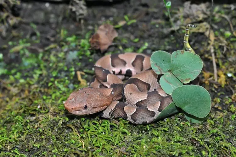 Baby Copperhead