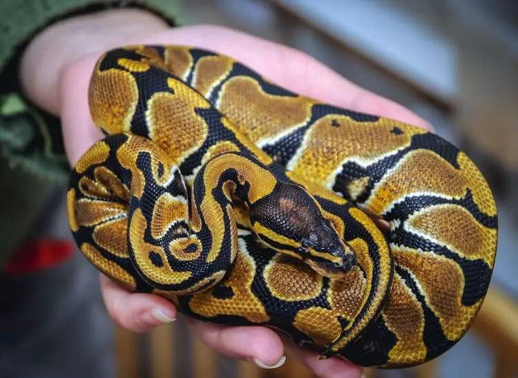 Baby Royal Python Snake