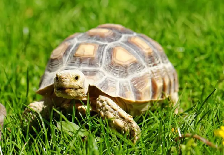 Sulcata Tortoise Care Guide Everything You Need To Know Everything Reptiles,How To Make An Omelette With Fillings
