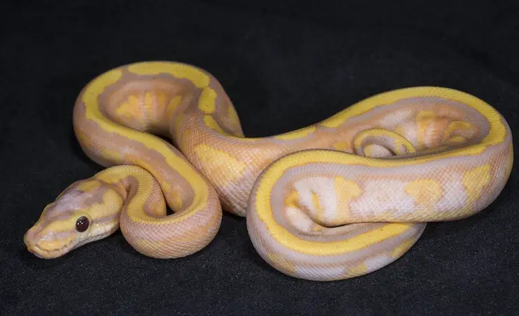Banana Super Stripe Ball Python