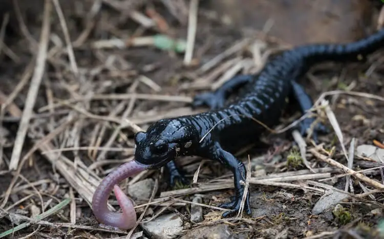 Schwarzer Salamander, der einen Wurm isst
