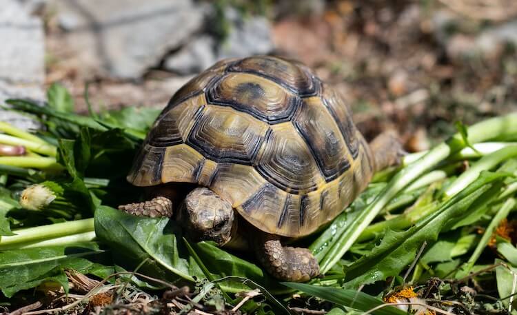 Dosenschildkröten-Diät