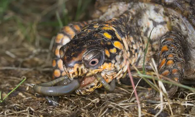 Dosenschildkröte, die einen Regenwurm isst