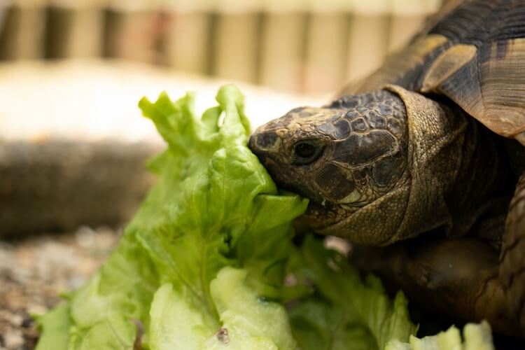 Dosenschildkröte, die Salat isst
