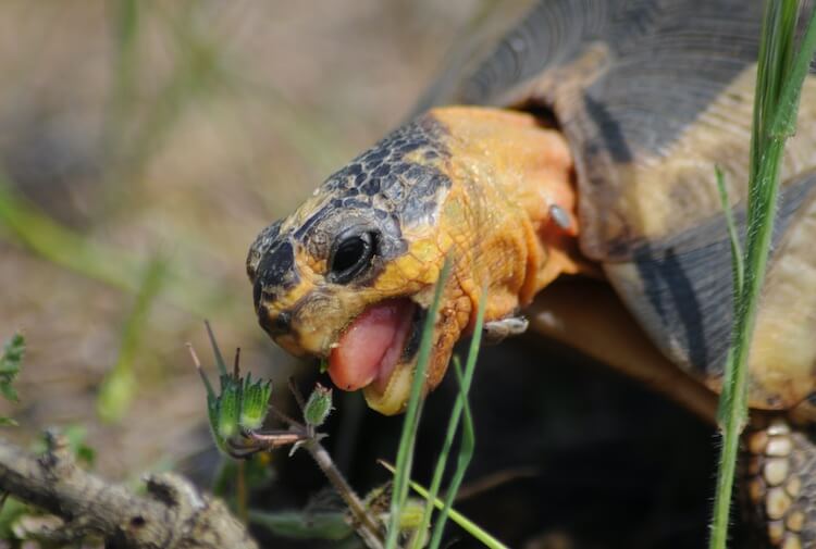 Box Turtle Eating