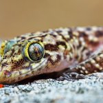 Close up Portrait of Mediterranean House Gecko